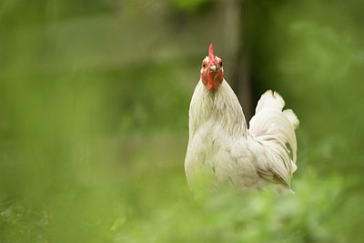 BUITEN BEELD Foto: 213103