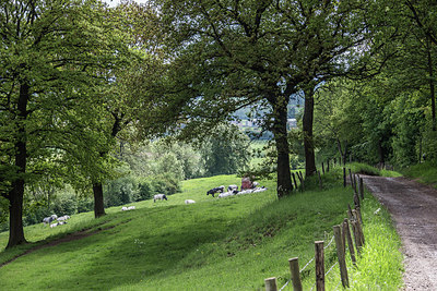 BUITEN BEELD Foto: 213174