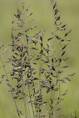 BUITEN BEELD Foto: 213207