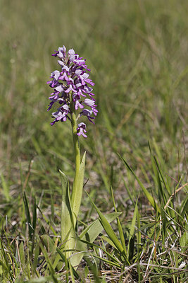 BUITEN BEELD Foto: 213212