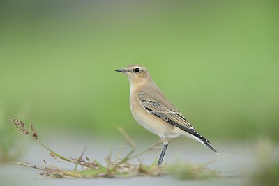 BUITEN BEELD Foto: 213229
