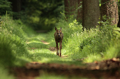 BUITEN BEELD Foto: 213246