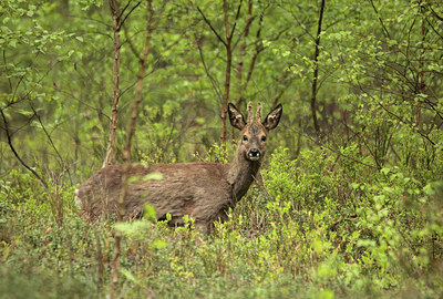BUITEN BEELD Foto: 213248