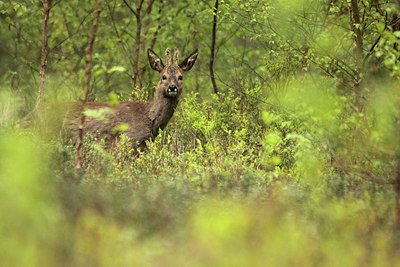BUITEN BEELD Foto: 213251