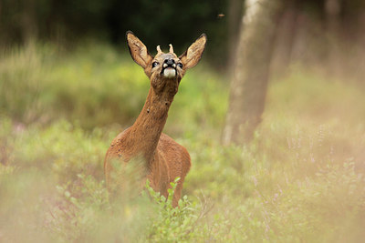 BUITEN BEELD Foto: 213302