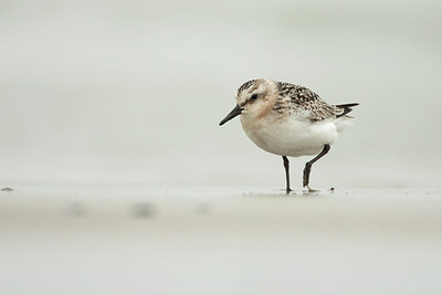 BUITEN BEELD Foto: 213326