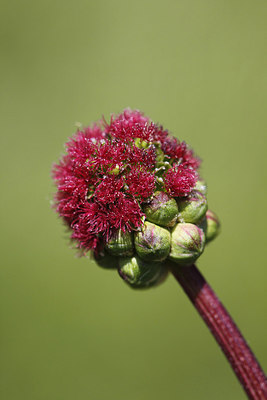 BUITEN BEELD Foto: 213345