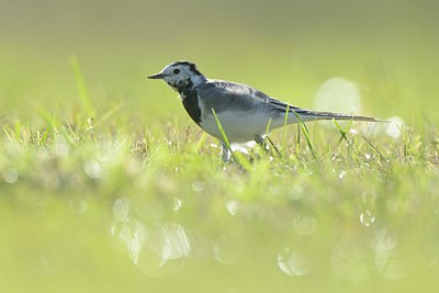 BUITEN BEELD Foto: 213356