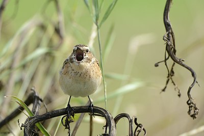 BUITEN BEELD Foto: 213378