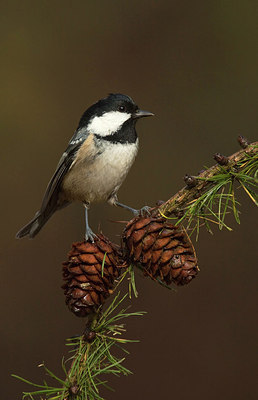 BUITEN BEELD Foto: 213385