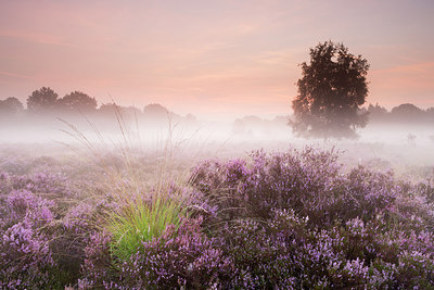 BUITEN BEELD Foto: 213387