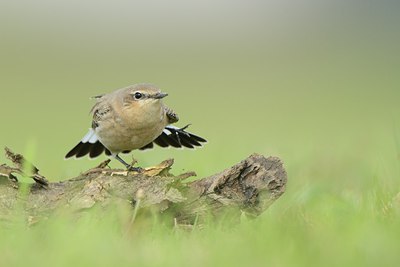 BUITEN BEELD Foto: 213393