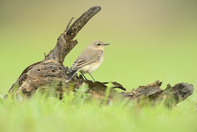 BUITEN BEELD Foto: 213397