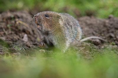 BUITEN BEELD Foto: 213467