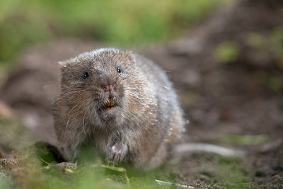 BUITEN BEELD Foto: 213468