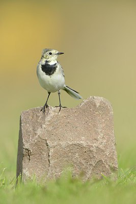 BUITEN BEELD Foto: 213475