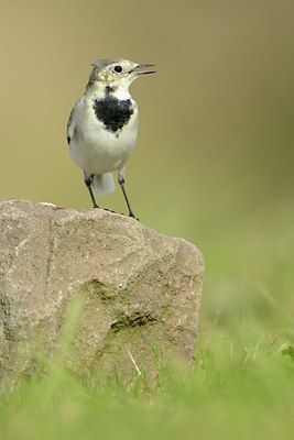 BUITEN BEELD Foto: 213478