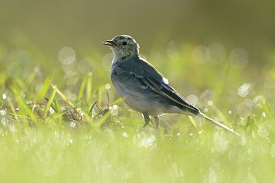 BUITEN BEELD Foto: 213479