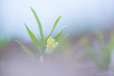 BUITEN BEELD Foto: 213493