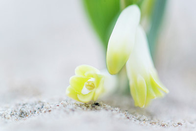 BUITEN BEELD Foto: 213496