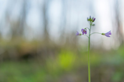 BUITEN BEELD Foto: 213524