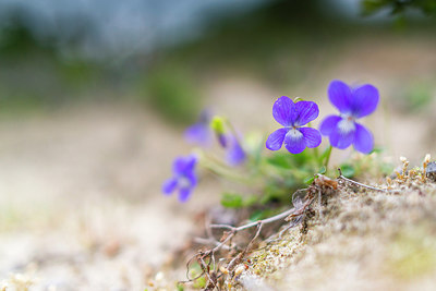 BUITEN BEELD Foto: 213534