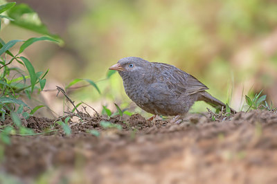 BUITEN BEELD Foto: 213552