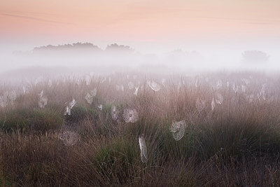 BUITEN BEELD Foto: 213578