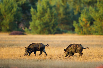 BUITEN BEELD Foto: 213594