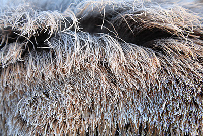 BUITEN BEELD Foto: 213617