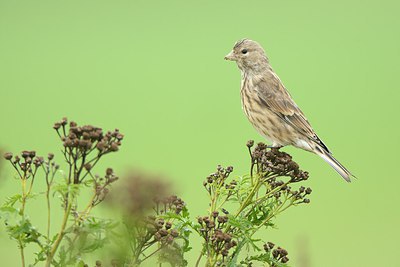 BUITEN BEELD Foto: 213624