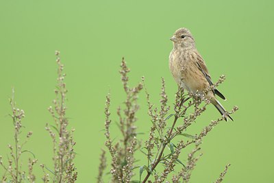 BUITEN BEELD Foto: 213626