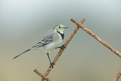 BUITEN BEELD Foto: 213628