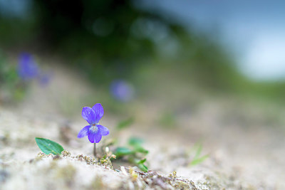 BUITEN BEELD Foto: 213635