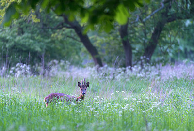 BUITEN BEELD Foto: 213640