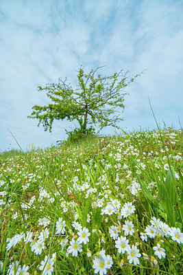 BUITEN BEELD Foto: 213643