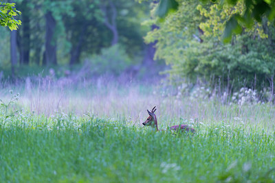 BUITEN BEELD Foto: 213649