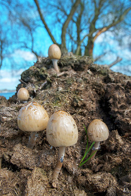 BUITEN BEELD Foto: 213650