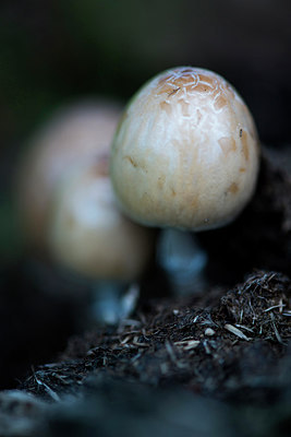 BUITEN BEELD Foto: 213654
