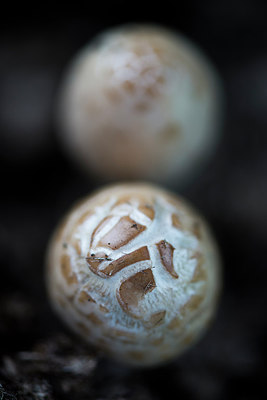 BUITEN BEELD Foto: 213655