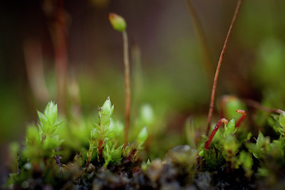 BUITEN BEELD Foto: 213674