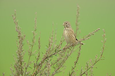 BUITEN BEELD Foto: 213688