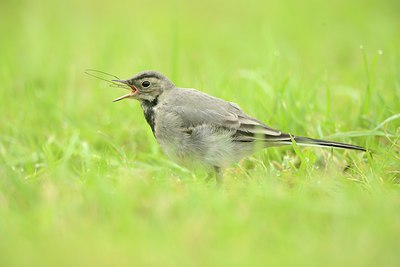 BUITEN BEELD Foto: 213690