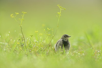 BUITEN BEELD Foto: 213730