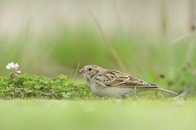 BUITEN BEELD Foto: 213731