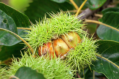 BUITEN BEELD Foto: 213751