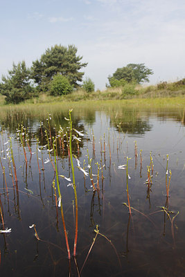 BUITEN BEELD Foto: 213759