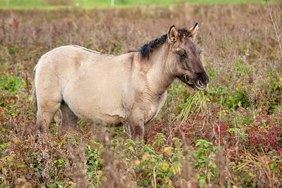 BUITEN BEELD Foto: 213784