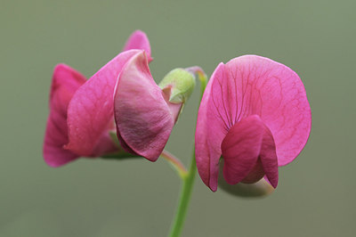 BUITEN BEELD Foto: 213821