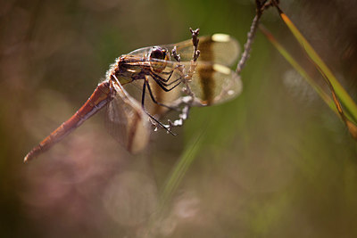 BUITEN BEELD Foto: 213828